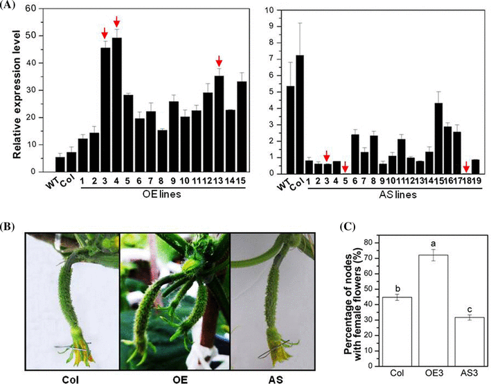 The novel ethyleneresponsive factor CsERF025 affects the development