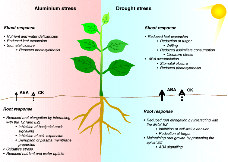 Interaction Of Aluminium And Drought Stress On Root Growth - 