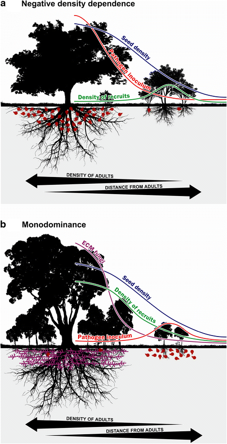 How Belowground Interactions Contribute To The Coexistence - 