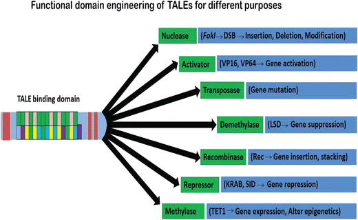 Enigmatic Chemical Tag Is Altered In >> Use Of Tales And Talen Technology For Genetic Improvement Of Plants Enigmatic Chemical Tag Is Altered In >> Use Of Tales And Talen Technology For Genetic Improvement Of Plants