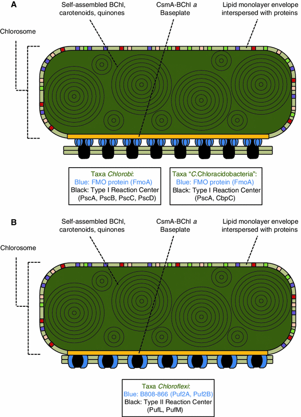 Chlorosome antenna complexes from green photosynthetic bacteria