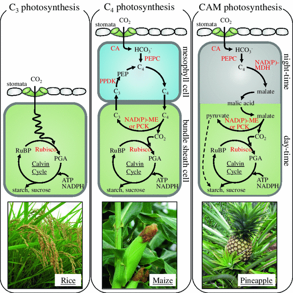 c4 and cam plants essay \ campbell chapter 10: mastering biology questions campbell chapter 10: mastering biology c4 plants differ from c3 and cam plants in that c4 plants. c4 and cam plants essay \ campbell chapter 10: mastering biology questions campbell chapter 10: mastering biology c4 plants differ from c3 and cam plants in that c4 plants.