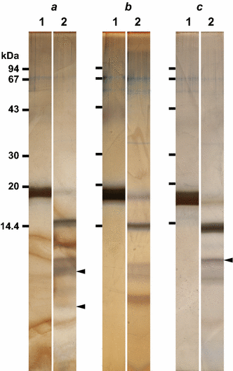 Utilization Of Light By Fucoxanthin Chlorophyll Binding Protein In