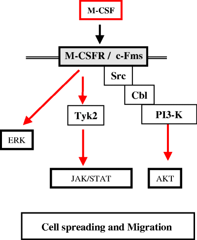 Molecular Regulation Of Osteoclast Activity Springerlink