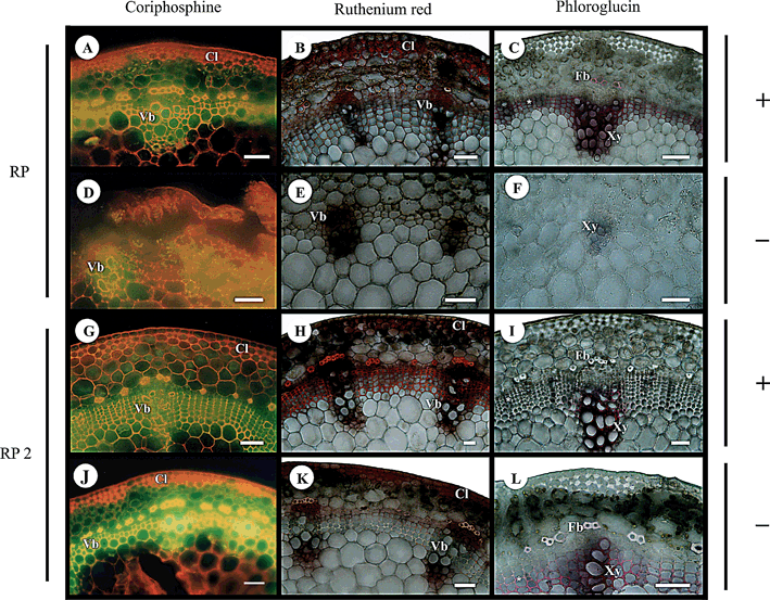 Erratum to: Photoautotrophic propagation of Brazilian ...