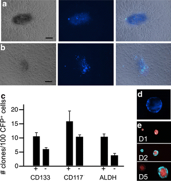Epithelial Cell Targeted Transgene Expression Enables Isolation Of Cyan Fluorescent Protein Cfp Expressing Prostate Stem Progenitor Cells Springerlink