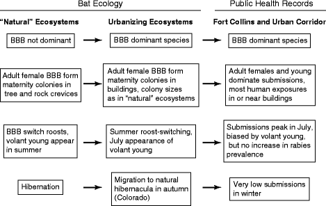 Bat Ecology And Public Health Surveillance For Rabies In An