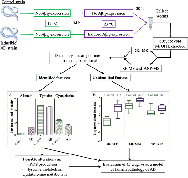Metabolic Profiling Of A Transgenic Caenorhabditis Elegans