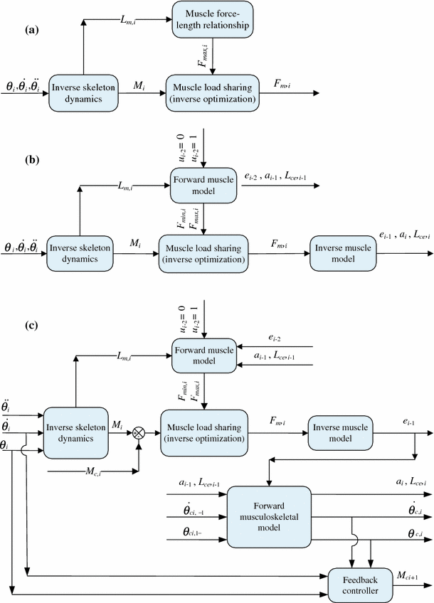 Development Of A Comprehensive Musculoskeletal Model Of The - 