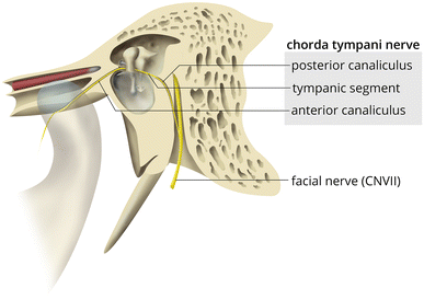 High resolution CT study of the chorda tympani nerve and normal High resolution CT study of the chorda tympani nerve and normal