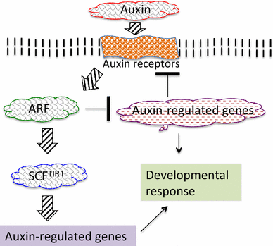 Transcriptional Mechanisms Regulating Gene Expression And