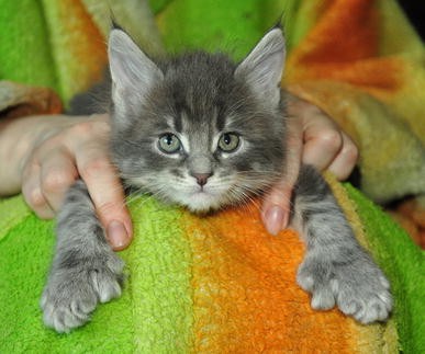 Biased Polyphenism In Polydactylous Cats Carrying A Single