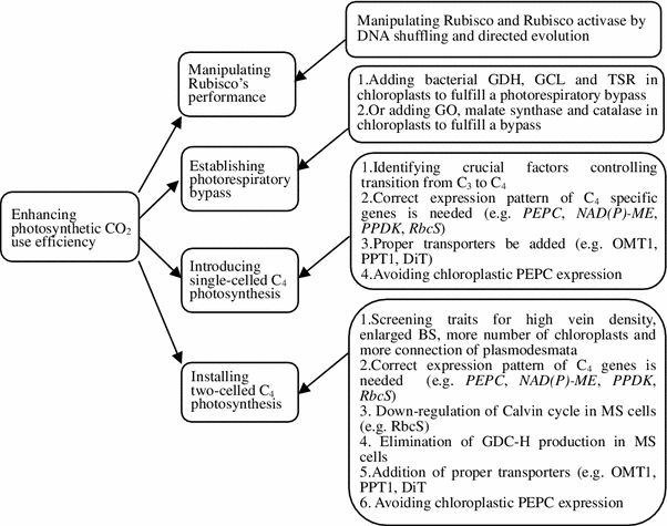 Enhancing Photosynthetic Co2 Use Efficiency In Rice Approaches And Challenges Springerlink