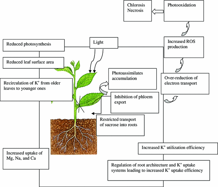 Potassium deficiency in plants: effects and signaling cascades ...