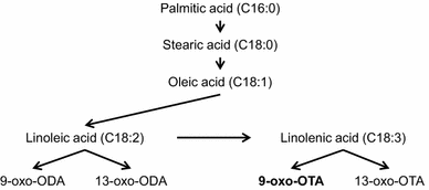 9 Oxo 10 E12 Z15 Z Octadecatrienoic Acid Activates