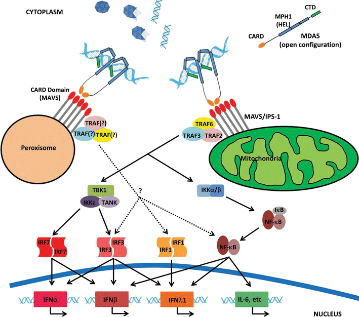 Effects of Type 1 Diabetes-Associated IFIH1 Polymorphisms on MDA5 ...