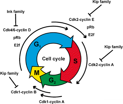 Cell Cycle Regulation During Neurogenesis in the Embryonic and Adult ... Biology Diagrams