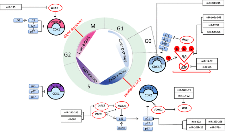 Cell Cycle Regulation of Stem Cells by MicroRNAs Biology Diagrams