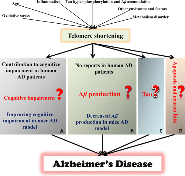 「telomere alzheimer」の画像検索結果
