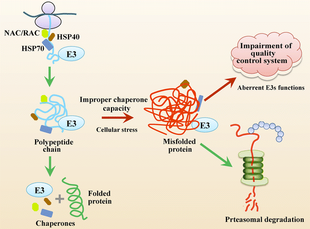 E3 Ubiquitin Ligases in Protein Quality Control Mechanism Biology Diagrams