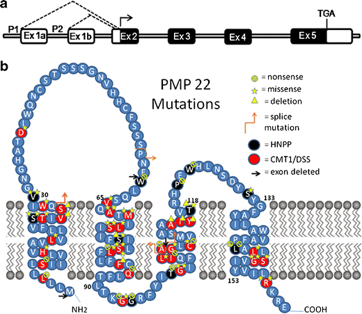 The Pmp22 Gene And Its Related Diseases Springerlink