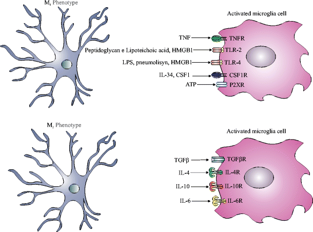Role of Microglial Activation in the Pathophysiology of Bacterial ...