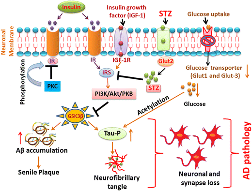 Streptozotocin Intracerebroventricular-Induced Neurotoxicity and Brain ...