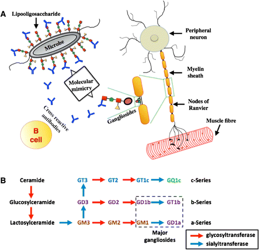 Dissecting the Role of Antiganglioside Antibodies in GuillainBarré