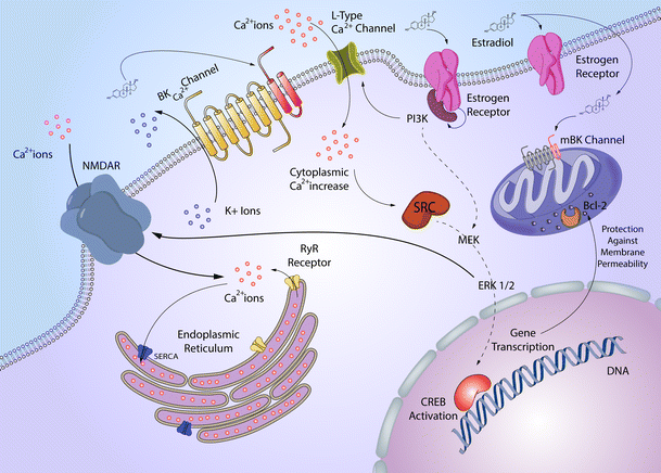 L-Type Calcium Channels Modulation by Estradiol | SpringerLink