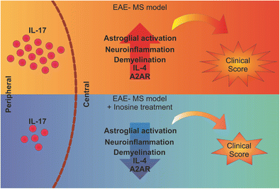 Graphical Abstract