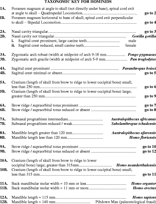 Hominid Skull Comparison Chart