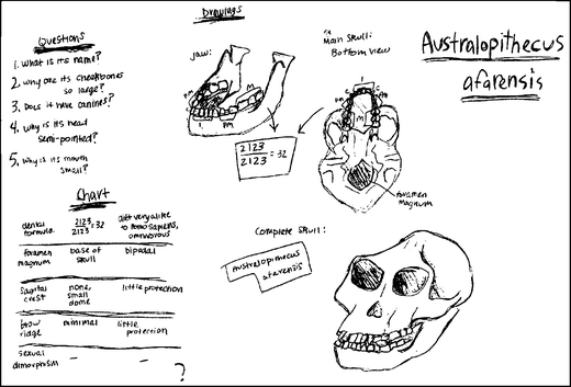 Hominid Skull Comparison Chart