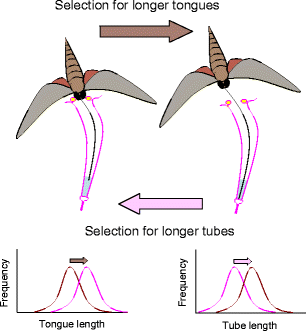 coevolution between food rewarding flowers and their pollinators average flower size by race