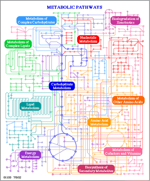 Metabolic Pathways Chart