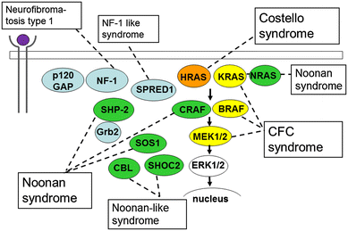 Ras/MAPK syndromes and childhood hemato-oncological diseases | SpringerLink