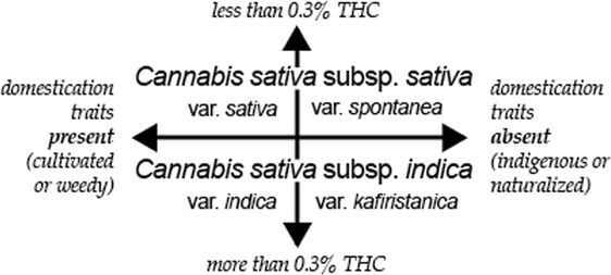 Models Of Cannabis Taxonomy Cultural Bias And Conflicts - 