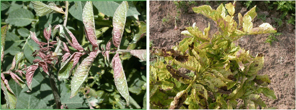 Zebra Chip Zebra Chip Disease of Potato: Biology, Epidemiology, and Management ...