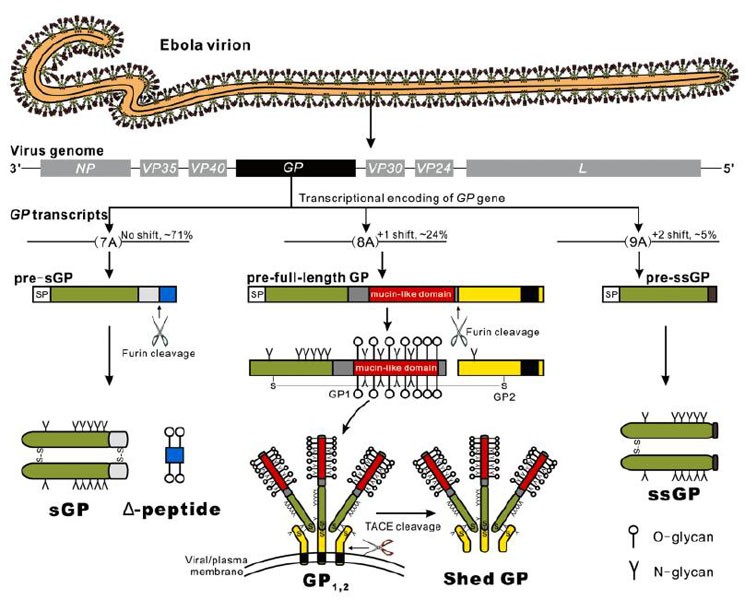 the roles of ebolavirus glycoproteins in viral