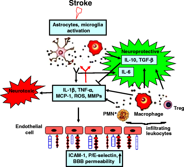 Role of Inflammation and Its Mediators in Acute Ischemic Stroke ...