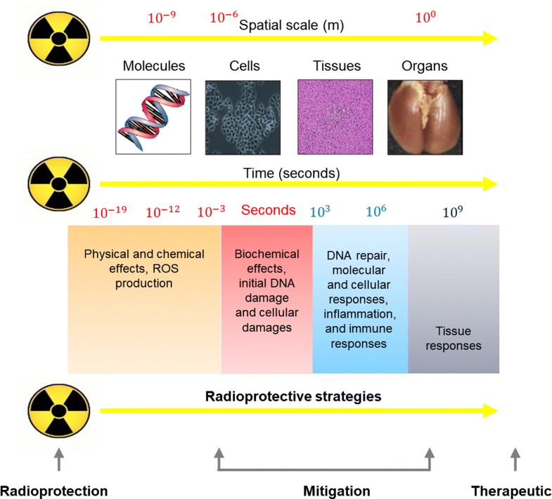 Pharmacology of natural radioprotectors | SpringerLink