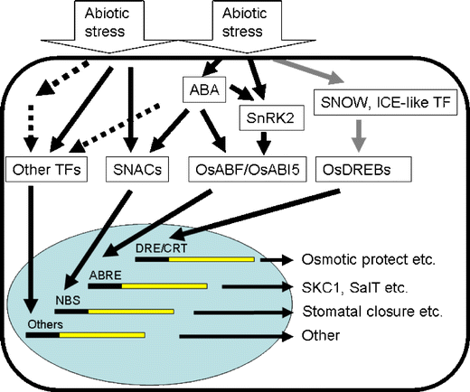 Toward Understanding Molecular Mechanisms Of Abiotic Stress Responses ...