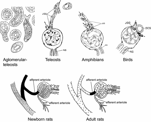 Fundamentals of comparative vertebrate endocrinology