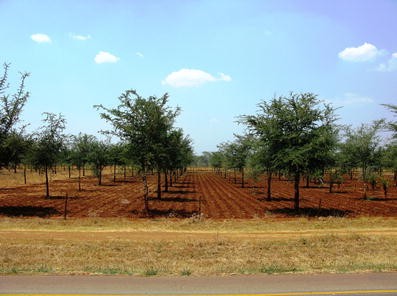 Evergreen Agriculture A Robust Approach To Sustainable Food - 