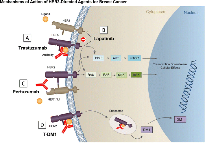 Targeting HER2/3 in Breast Cancer | SpringerLink