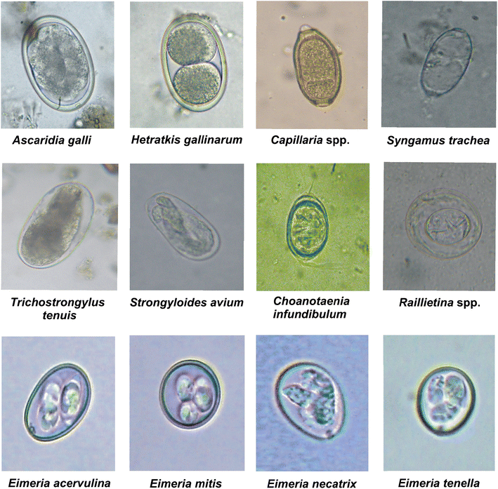 Gastrointestinal parasitic infections in chickens of upper gangetic ...