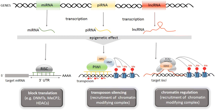 A Comprehensive View Of The Epigenetic Landscape Part Ii Histone