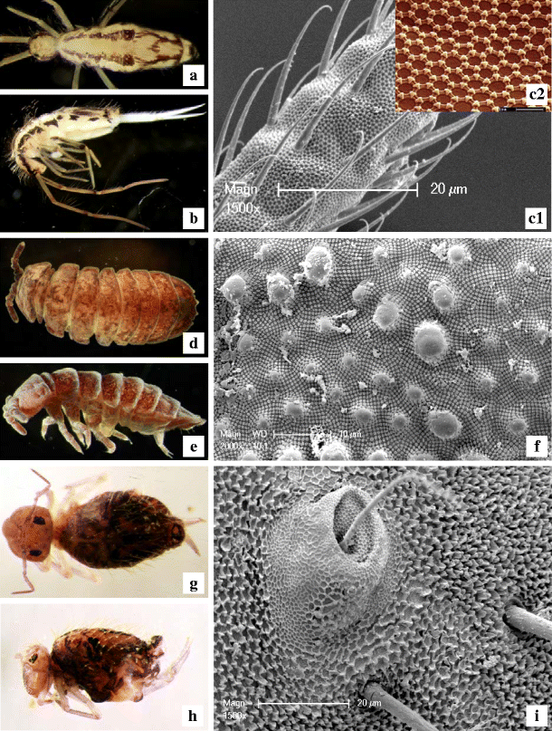 A general definition of the term “plastron“ in terrestrial and aquatic