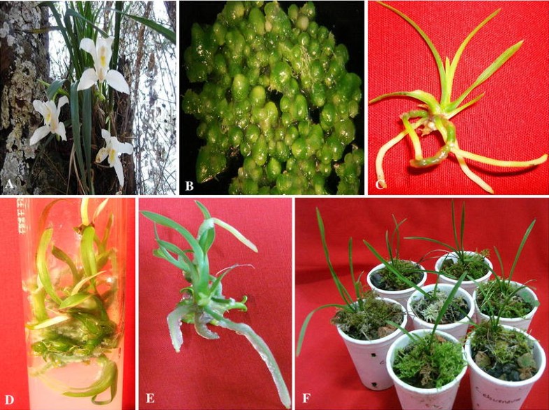 Ex situ conservation of Cymbidium eburneum Lindl. a threatened and