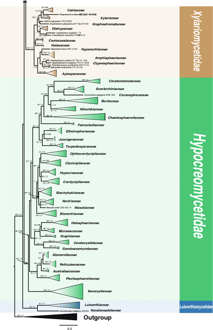 Towards A Natural Classification And Backbone Tree For