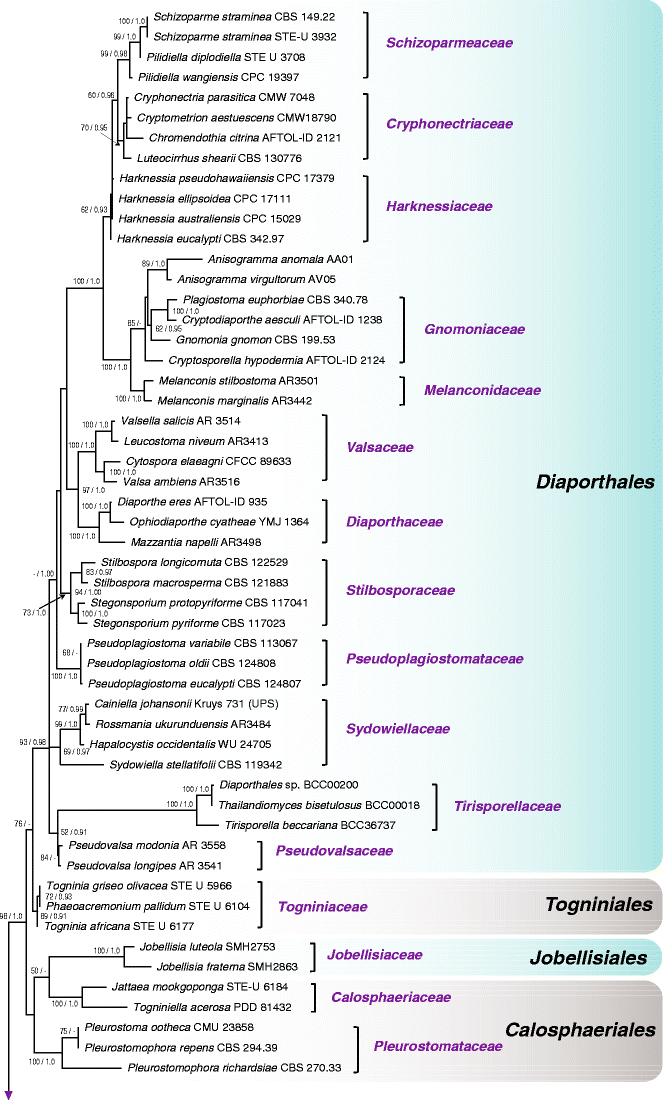 Towards A Natural Classification And Backbone Tree For